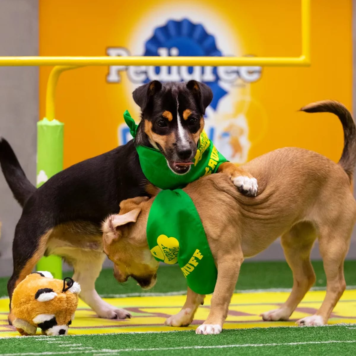 Puppy bowl 2019 watch discount