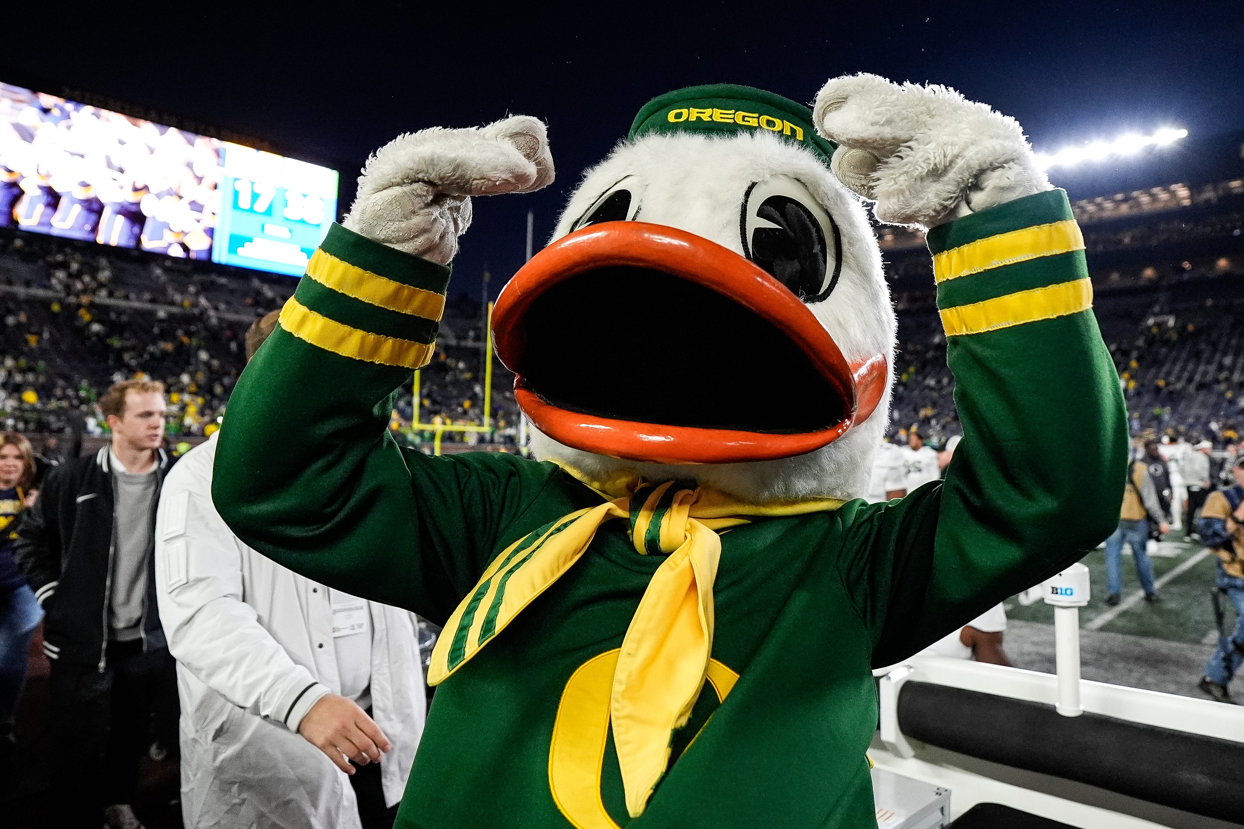 Oregon Duck
