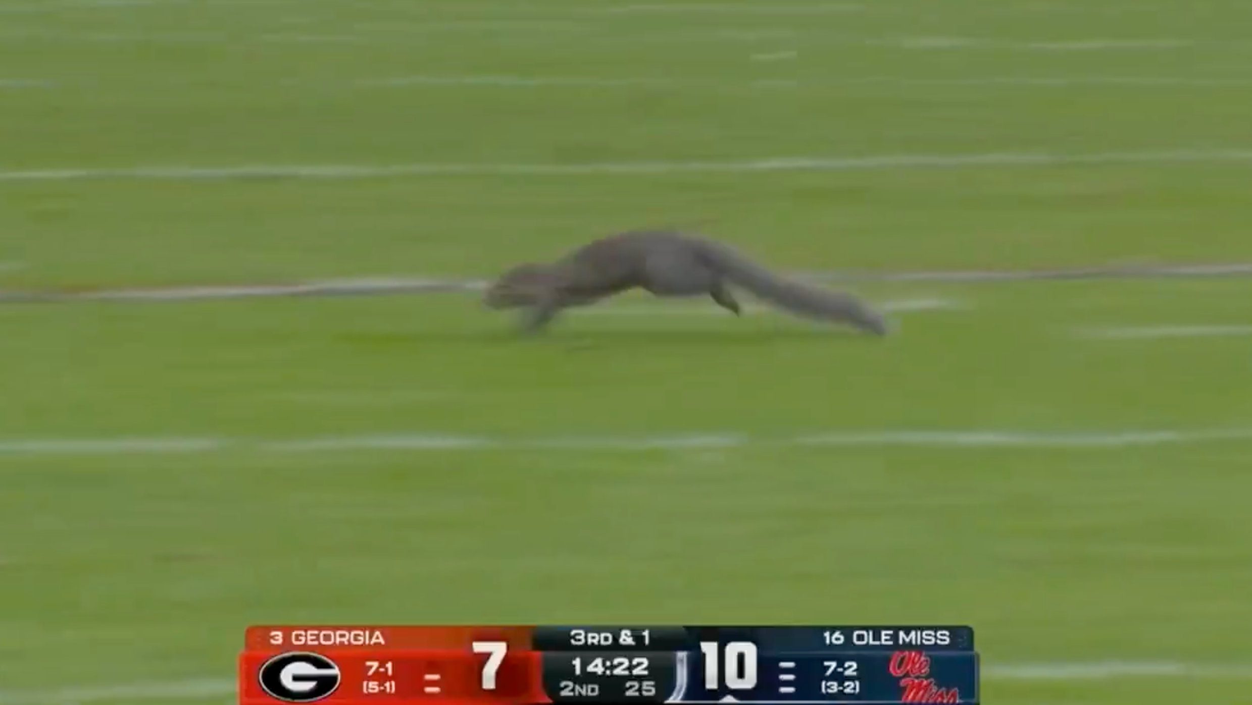 Squirrel interrupts Georgia Bulldogs vs. Ole Miss game
