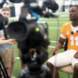 Tennessee Vols football